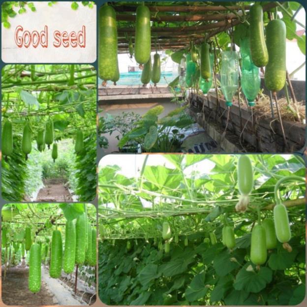 + 700g phân thỏ hữu cơ