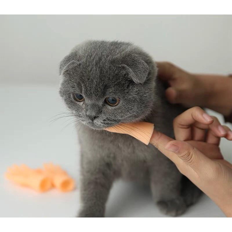 Bàn tay nhựa massage cho chó mèo giúp các bé thư giãn - đồ chơi cho chó mèo