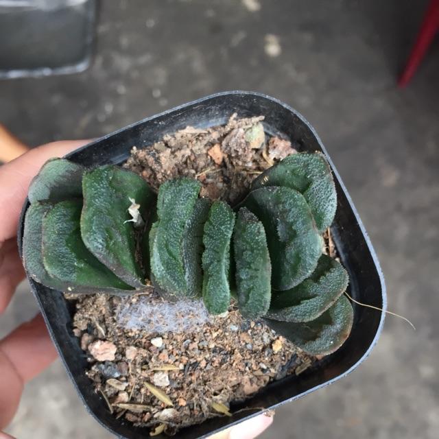 Cây hawothia truncata