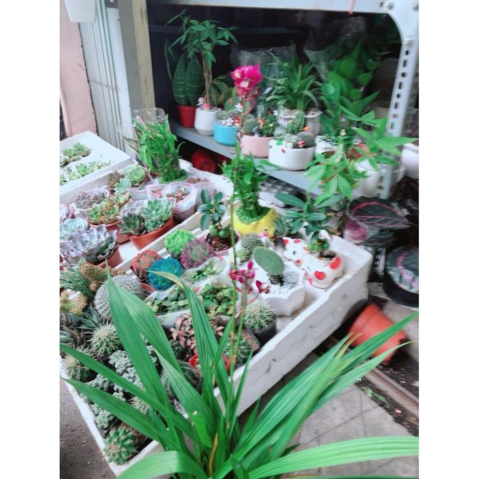 Cây Lan Đất Bán Chạy
