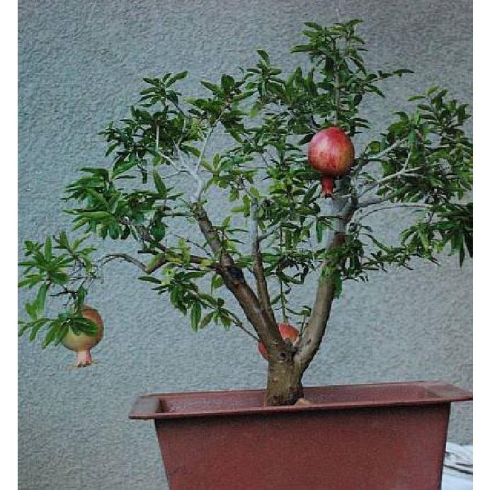 Hạt Giống Cây Lựu Lùn Bonsai KNS3495 - Gói 5 hạt