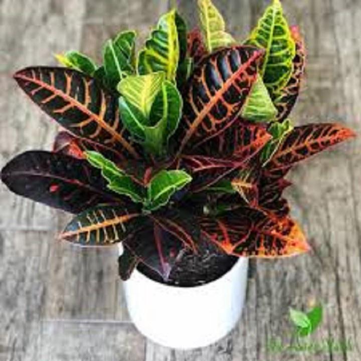 CHẬU CÂY CÔ TÒNG LÁ HỒNG ĐỎ