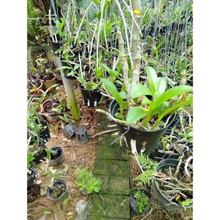 Hoa phong lan trầm tím rừng chậu phi 12