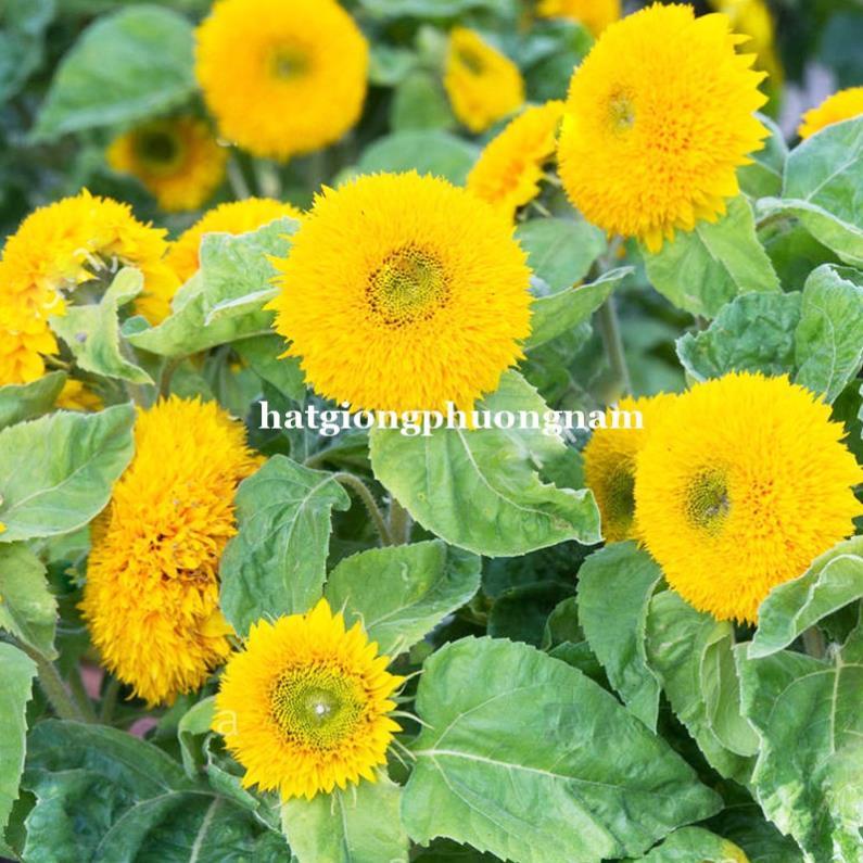 30H - HẠT GIỐNG HOA HƯỚNG DƯƠNG LÙN KÉP
