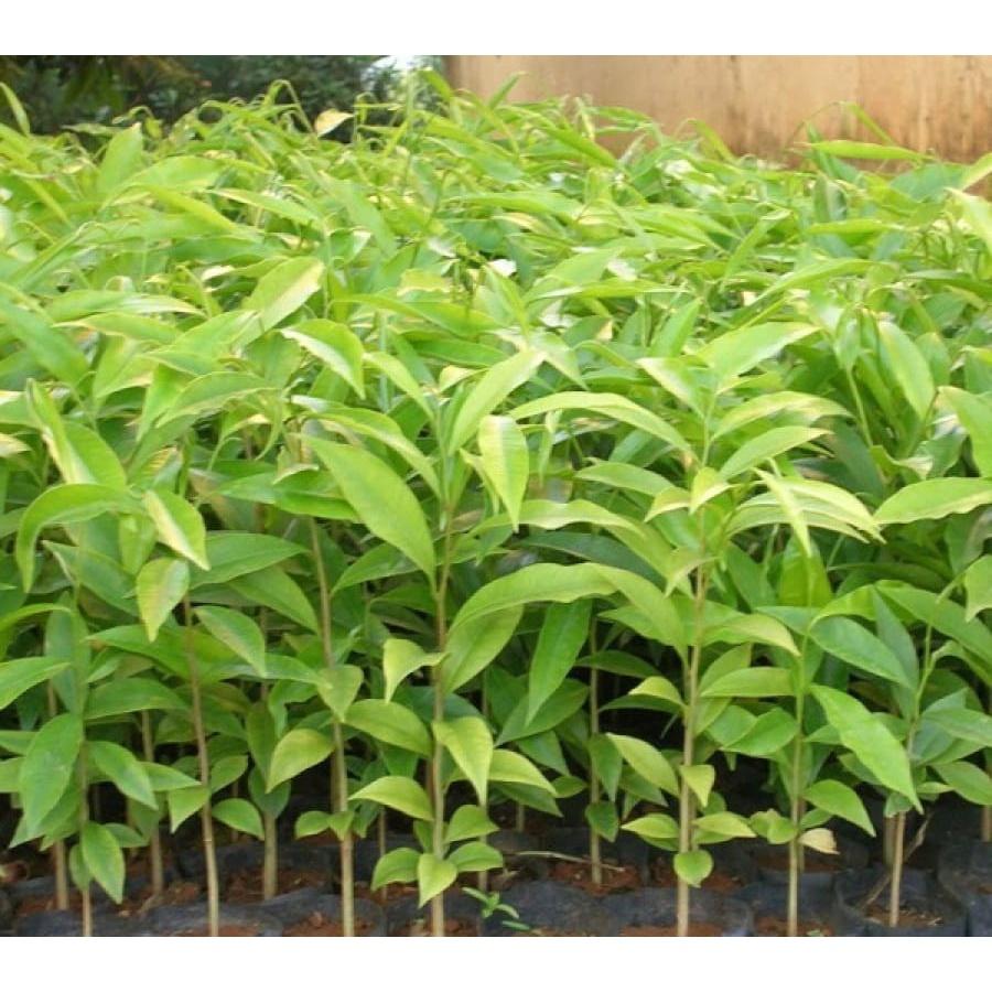 Cây giống Trầm Hương .