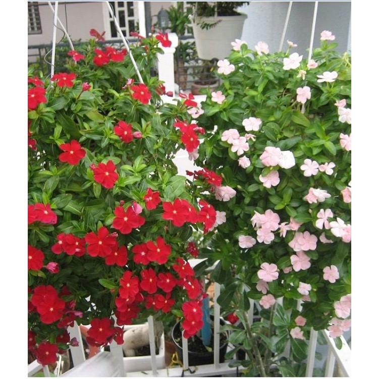 Hạt giống hoa dừa cạn mix màu 100 hạt/gói