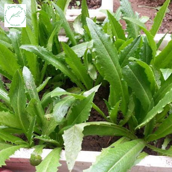 Hạt giống Xà lách lá nhọn 358