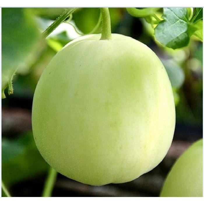 Combo 4 gói hạt giống dưa dễ trồng  Kèm gói kích mầm hạt