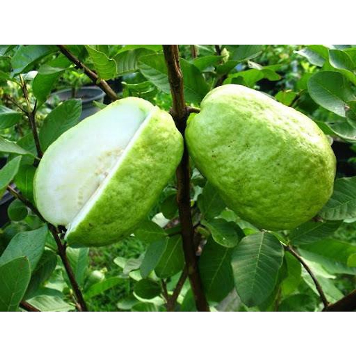 CÂY GIỐNG ỔI LÊ LÙN TRỒNG CHẬU TRÁI SỚM