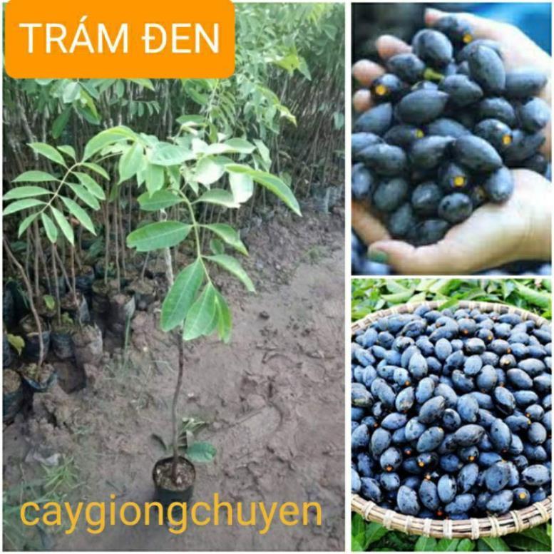 GIỐNG CÂY TRÁM ĐEN GHÉP CHO QUẢ SAU 2 NĂM