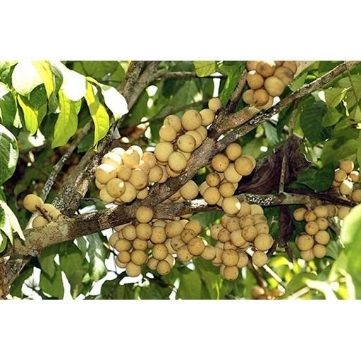 CÂY GIỐNG BÒN BON SIÊU NGON SIÊU QUẢ- CAM KÊT GIỐNG CHUẨN F1