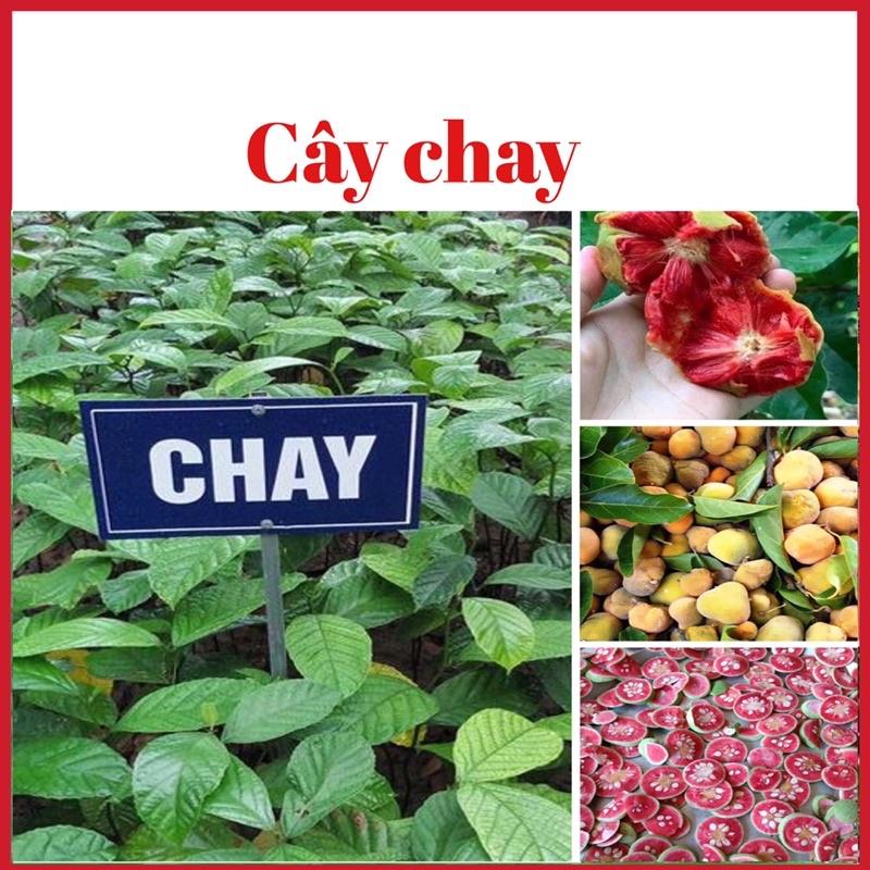 Cây chay ruột đỏ ( chay nếp ) gieo hạt cao 25-30 cm (ảnh thật hình cuối)