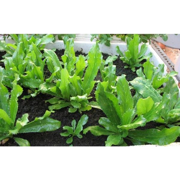 Hạt giống rau mùi tàu, ngò gai thơm cao sản gói 10gr