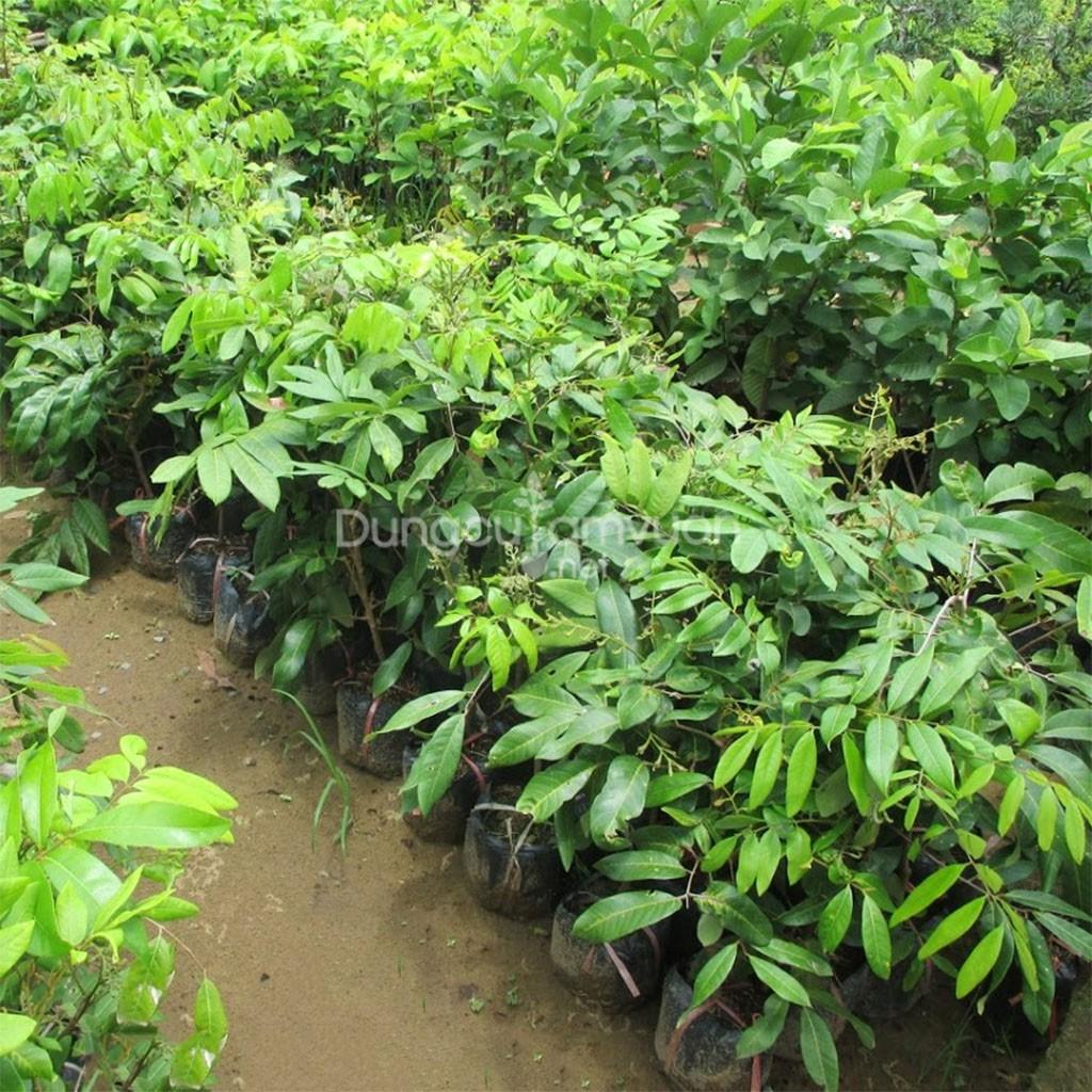 CÂY GIỐNG Nhãn Tiêu Da Bò .