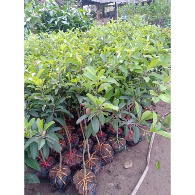 Cây hồng xiêm xoài cây cao to, bầu to