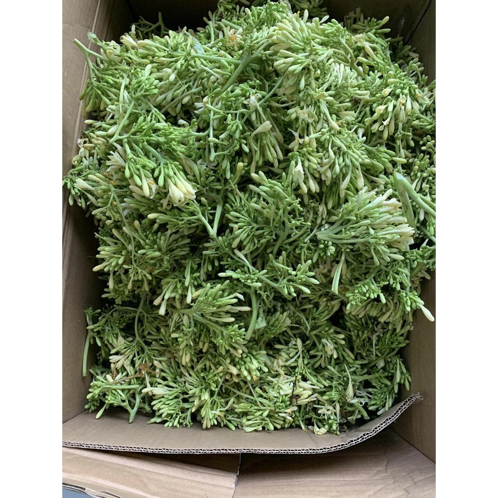 CÂY GIỐNG ĐU ĐỦ ĐỰC .(