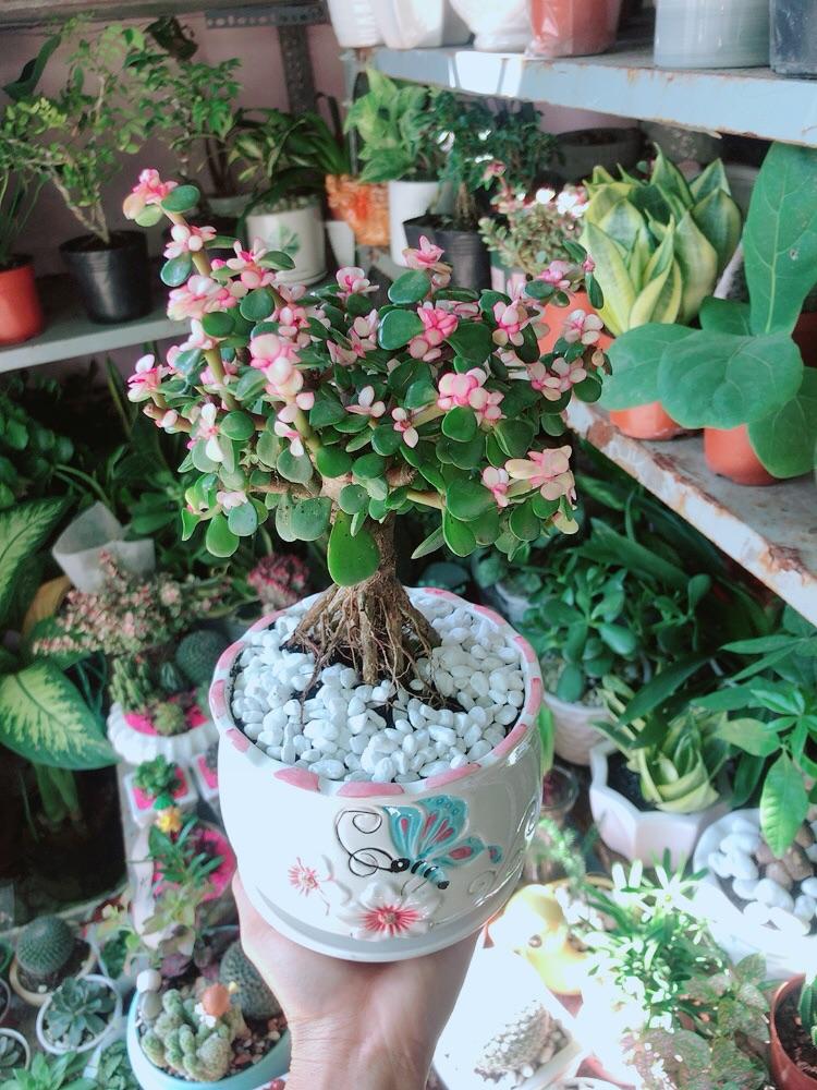 Chậu Cây Cành Vàng Lá Ngọc