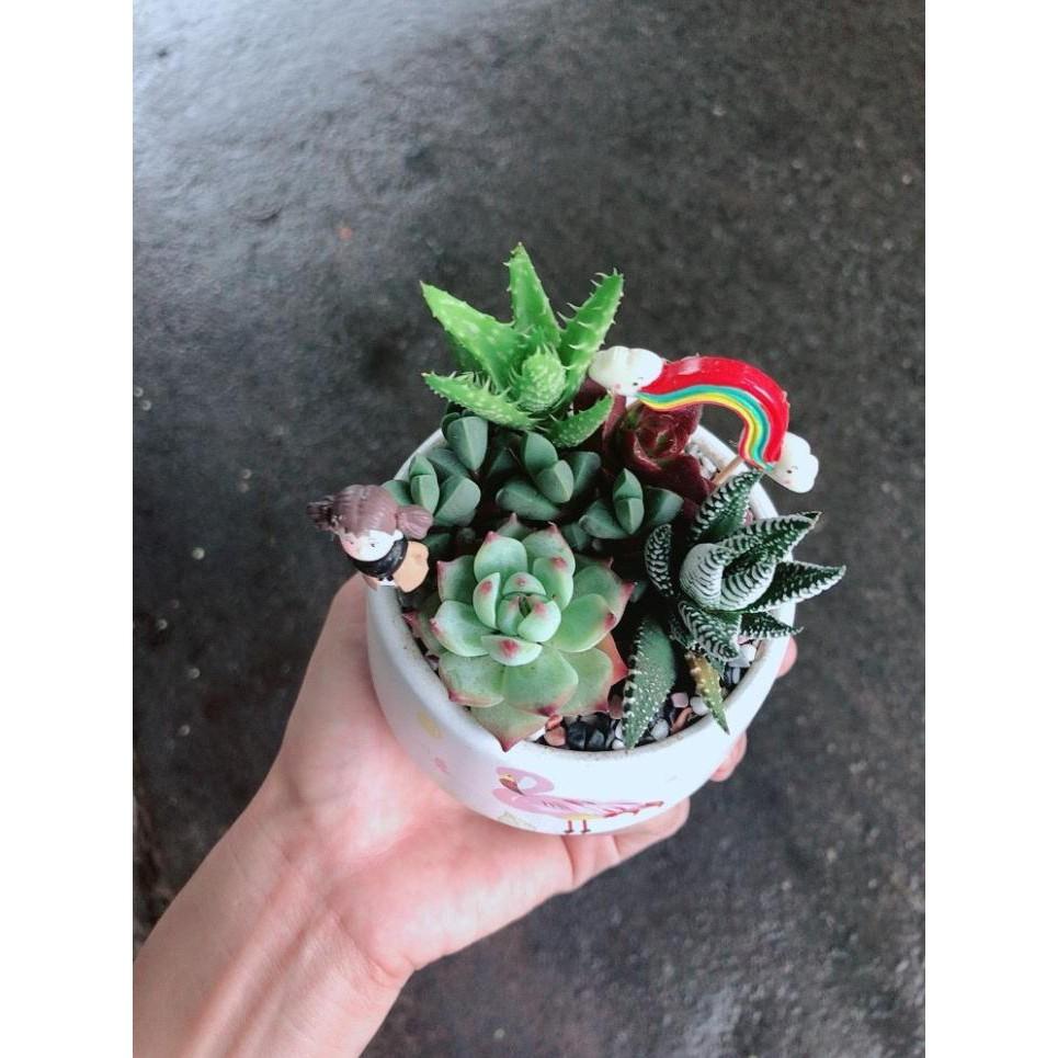 Chậu sen đá tiểu cảnh Bán Chạy