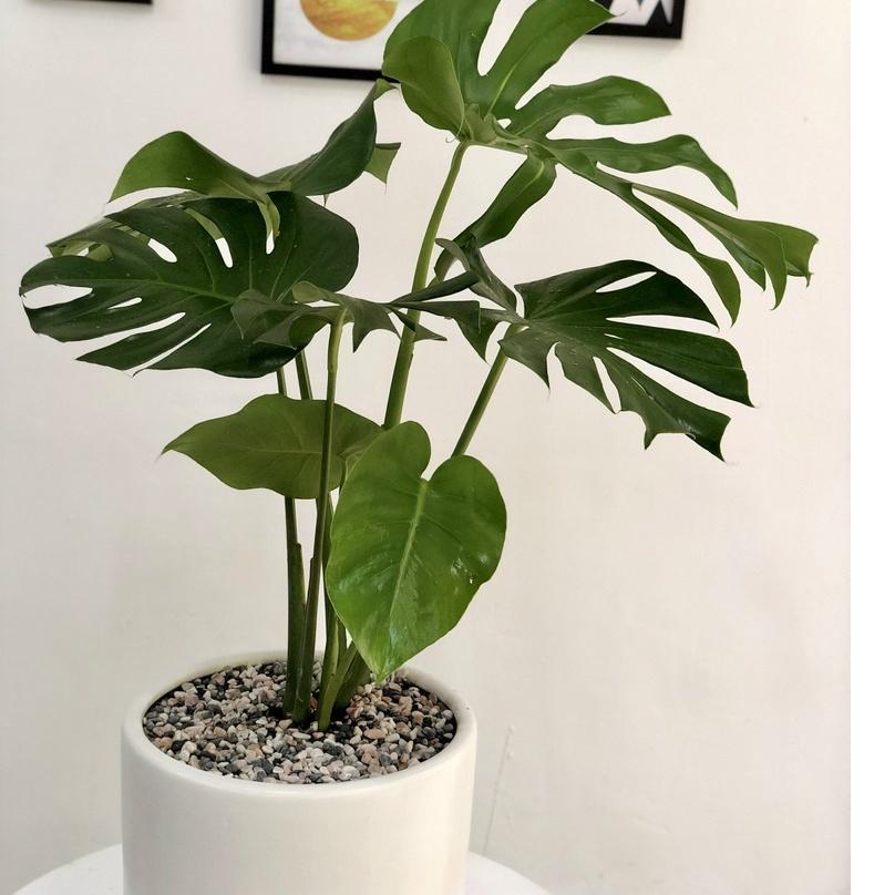 Cây Monstera Deliciosa Trầu Bà Lá Xẻ