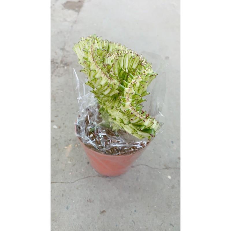 Xương Rồng Vạn Lý