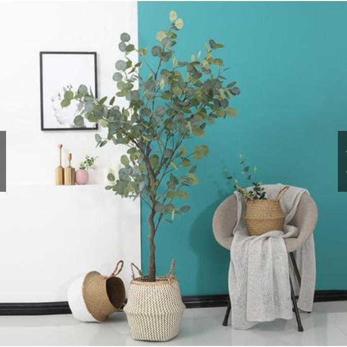 Cây Khuynh Diệp Giả Cao 1m65 tặng kèm chậu cói