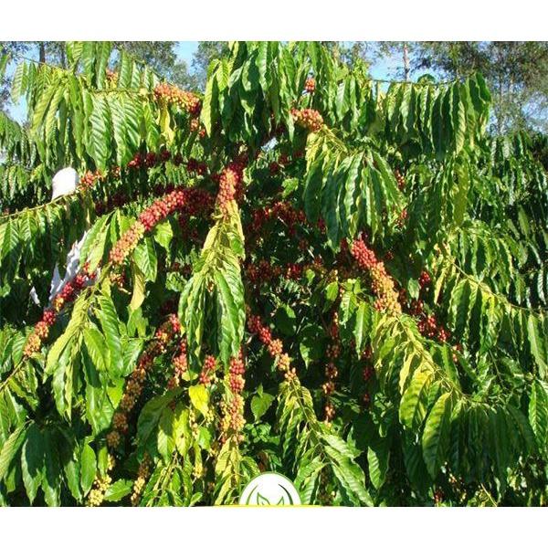 Cây giống cà phê arabica dòng thấp tây bắc siêu trái, hạt thơm ngon