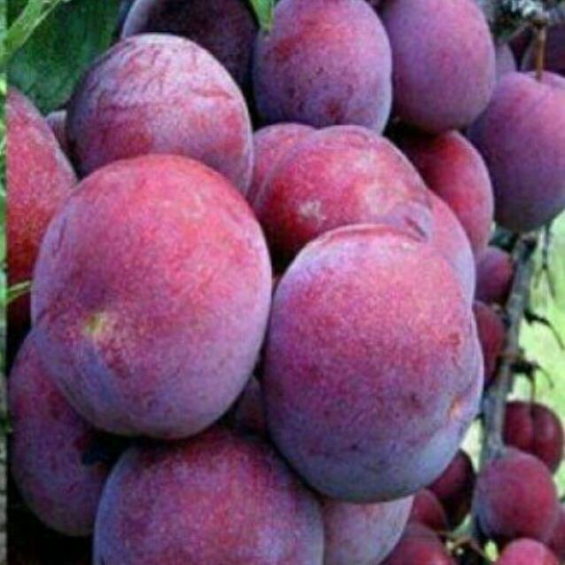 Cây giống mận hậu- mận tam hoa