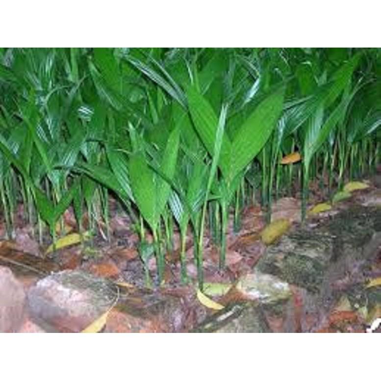Cây giống CAU TỨ QUÝ - Cho Quả Quanh năm- Giống chuẩn F1