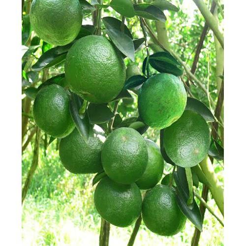 CÂY GIỐNG CAM SÀNH MIỀN NAM