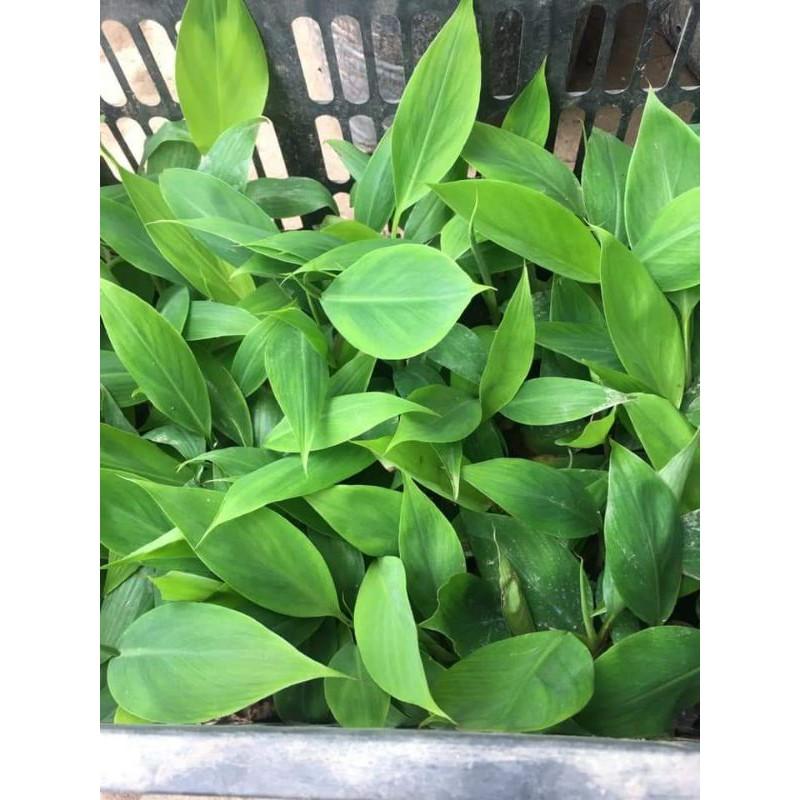 Cây giống chuối đỏ