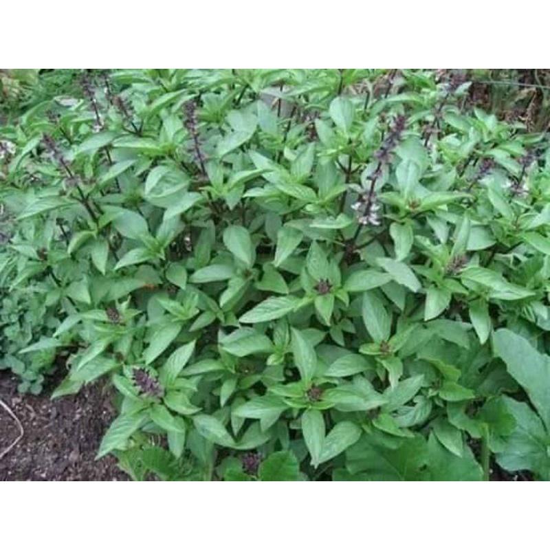 Hạt giống Rau Húng Quế Kim Long Cao Sản - Khu Vườn Ban Công
