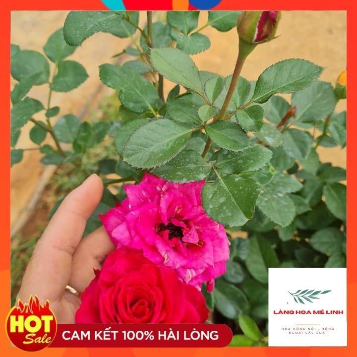 Hoa hồng Tezza ĐỎ NHUNG - giống hồng mini mới