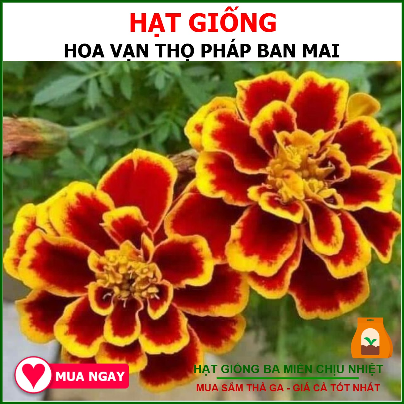 1GR 300.HẠT Hạt Giống Hoa Cúc Vạn Thọ BAN MAI Sophia