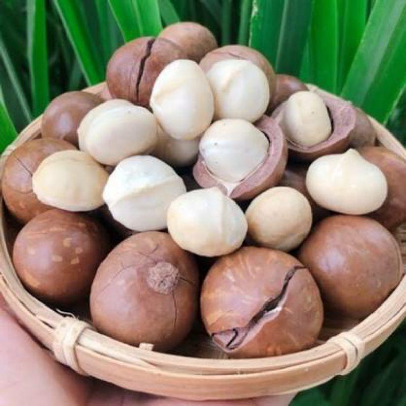 Hạt Macca Organic ĐăkLăk Size A Sấy Lạnh Giữ Trọn Vẹn Dinh Dưỡng Hạt