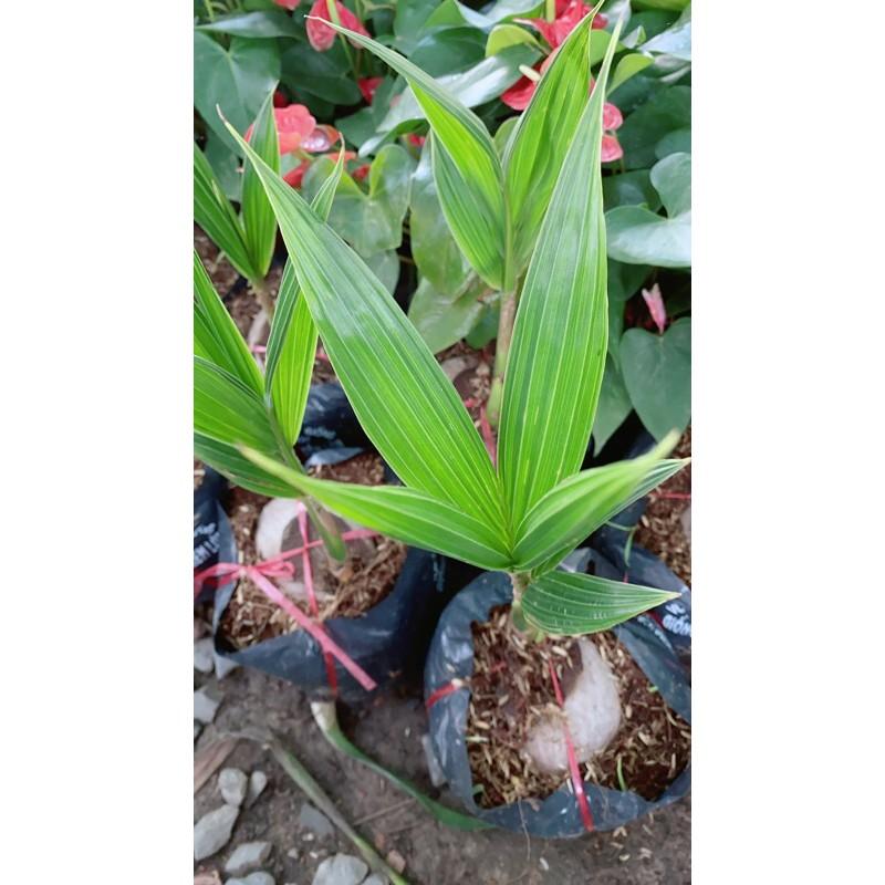 Cây Dừa Xiêm Lùn