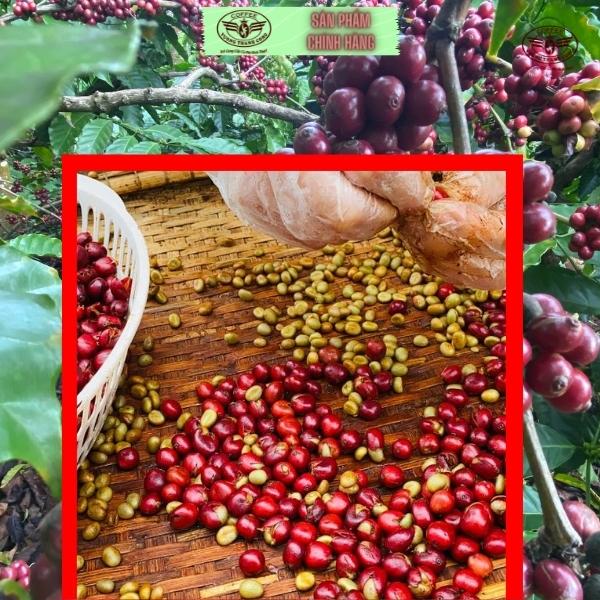 Trà casacara , trà làm từ vỏ quả cà phê hữu cơ, trà thơm ngon, tốt sức khỏe