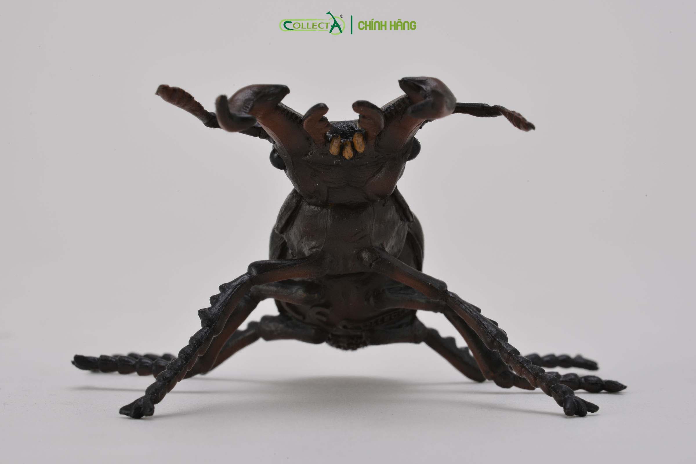 Mô hình thu nhỏ: Bọ Vừng - Stag Beetle, hiệu: CollectA, mã HS 9653110[88703] -  Chất liệu an toàn cho trẻ - Hàng chính hãng