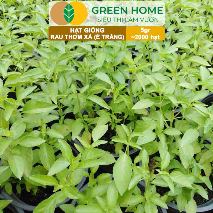 Hạt Giống Rau Thơm Xả (É Trắng) GreenHome, Gói 5g~2000 hạt, Sinh Trưởng Khỏe, Dễ Trồng Quanh Năm G19