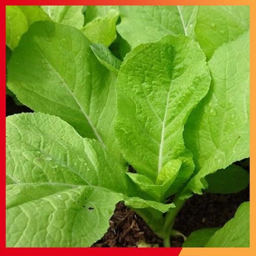 Combo 6 gói hạt giống rau cải mơ lùn-gói 10gram - tặng 1 phân bón lót