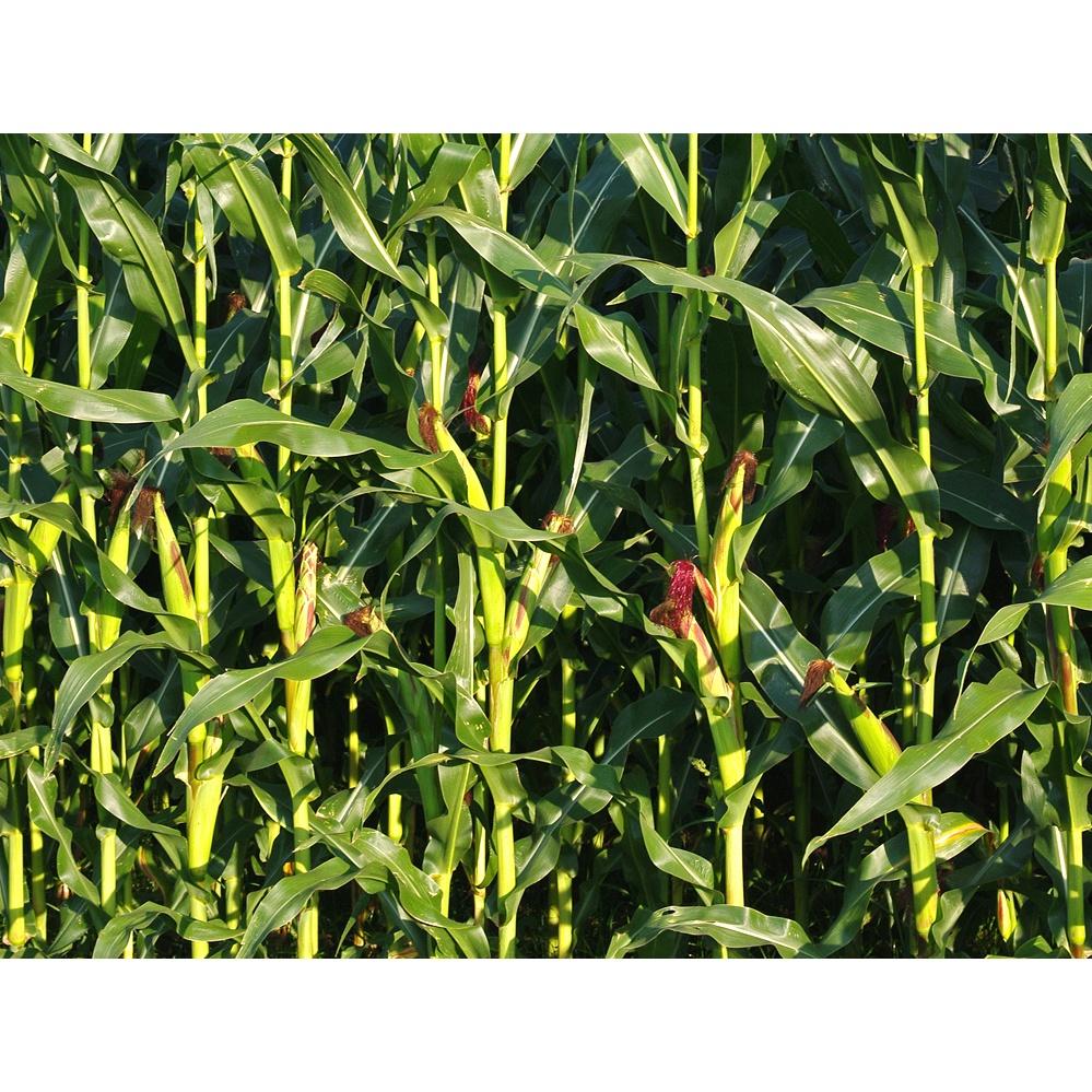 Hạt Giống Ngô Bao Tử,ngô non-Gói 30 Hạt-tặng kèm gói phân bón lót