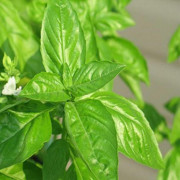 Hạt Giống Rau Thơm Xả - 2gram
