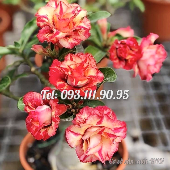 Hạt giống hoa sứ kép Thái Lan thân thùn cánh nhọn mỏ vịt nhiều tầng - Bịch 10 hạt – Mã số 1769