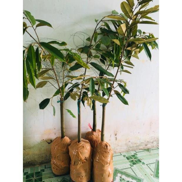 Cây Giống Sầu Riêng MusangKing D197 Malaysia