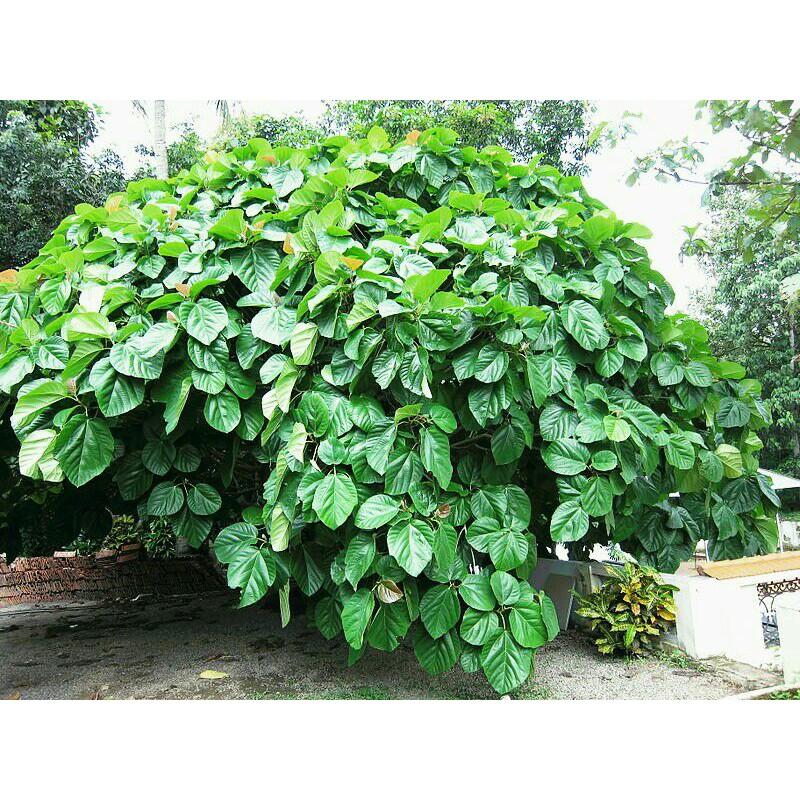 Cây Vả mật giống lá to Cây Đã Có Quả 981SP