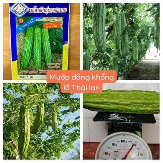 Hạt giống khổ qua khổng lồ Thái Lan - gói 5 hạt