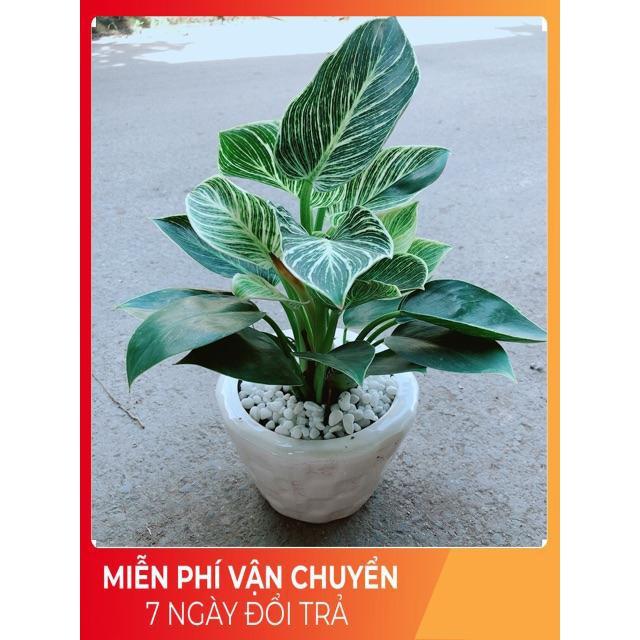 Chậu Trầu Bà Hoàng Kim