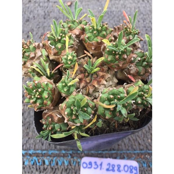 Cây xương rồng mũ đục euphorbia jabonica_Ảnh thật