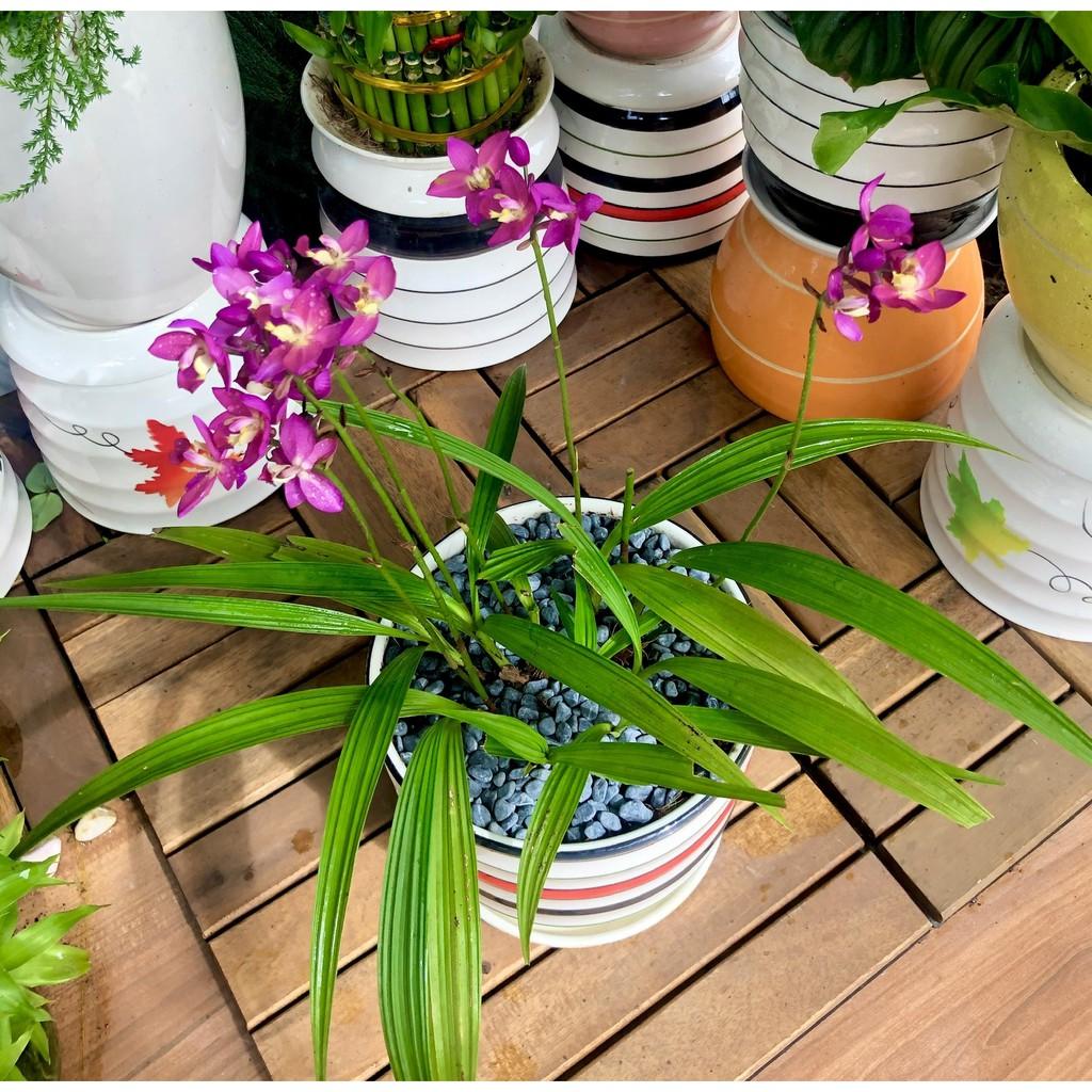 Chậu sứ cây Địa Lan hoa màu tím