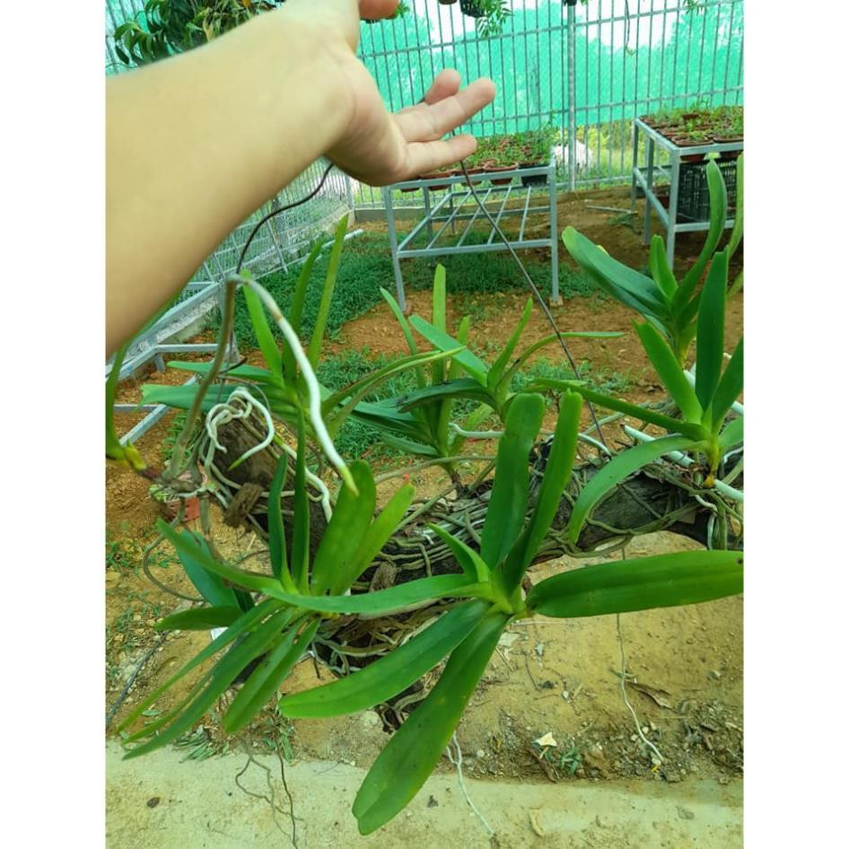 Hoa lan Giáng hương môi quạt