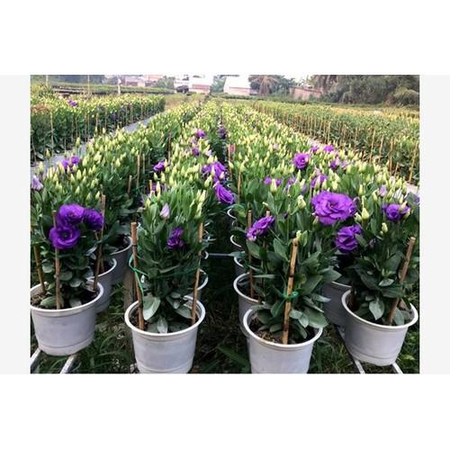 HOA CÁT TƯỜNG-CHẬU CÂY ĐANG NỤ VÀ HOA-